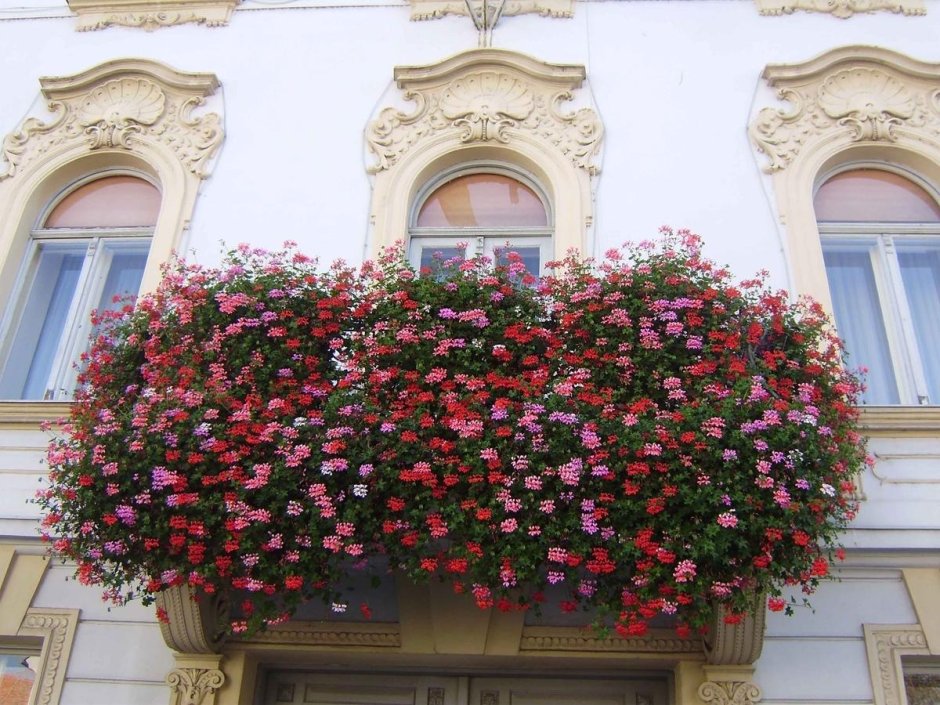 Цветы низкорослые для балкона