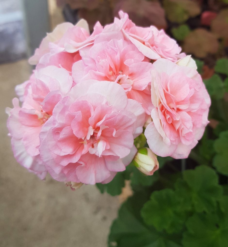 Пеларгония Grainger's Antique Rose