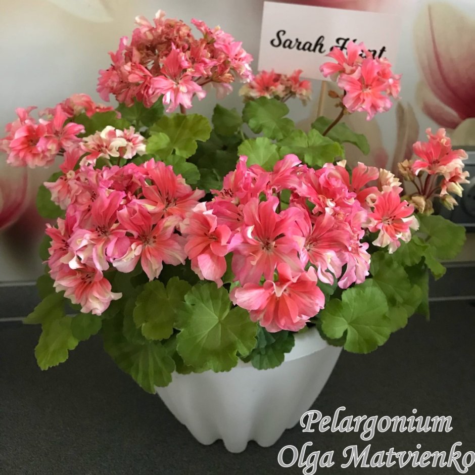 Pink Carnation пеларгония