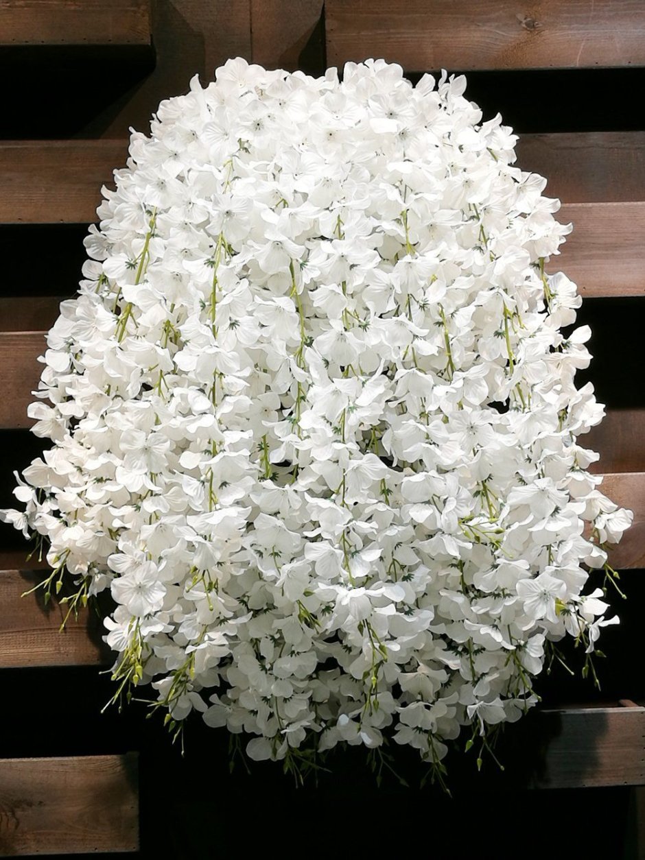 Вистерия Лонг белый цветок
