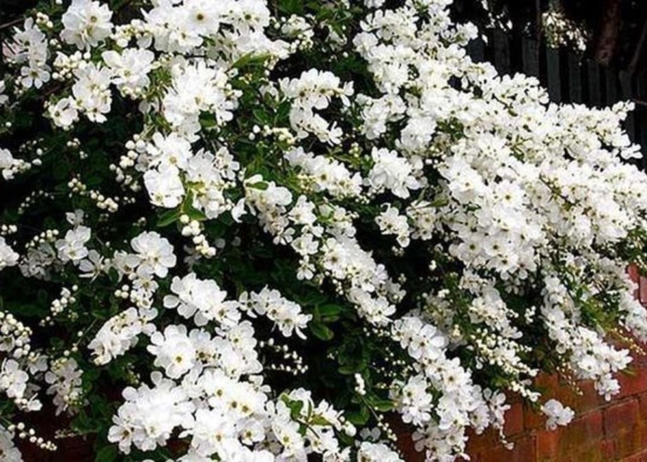 Белая невеста цветок садовый
