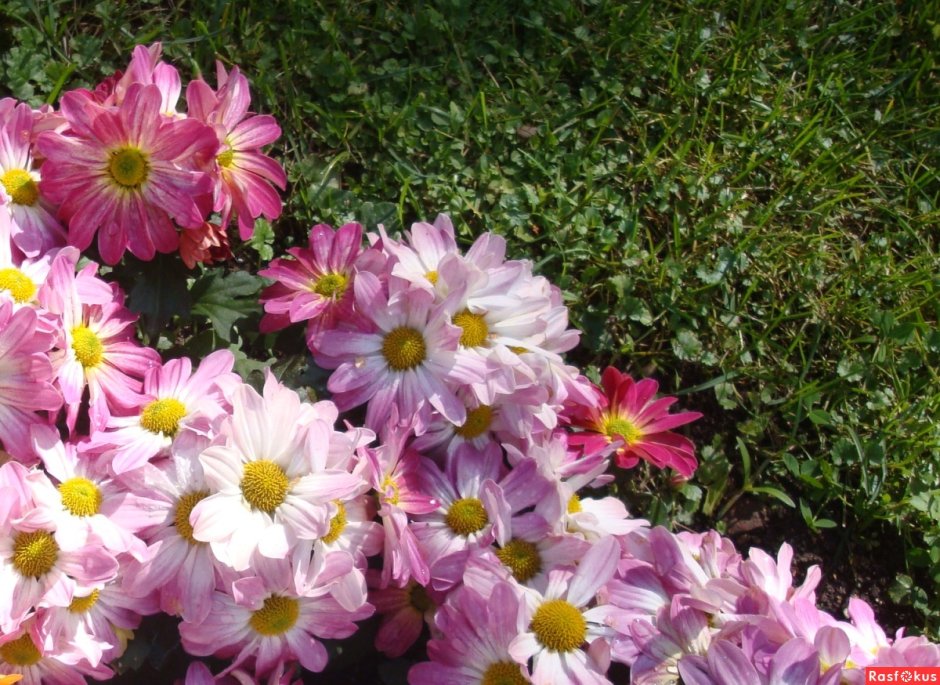 Хризантема корейская (Chrysanthemum x koreanum)