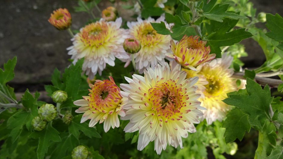 Хризантема Кружевница (Chrysanthemum crugevnica)