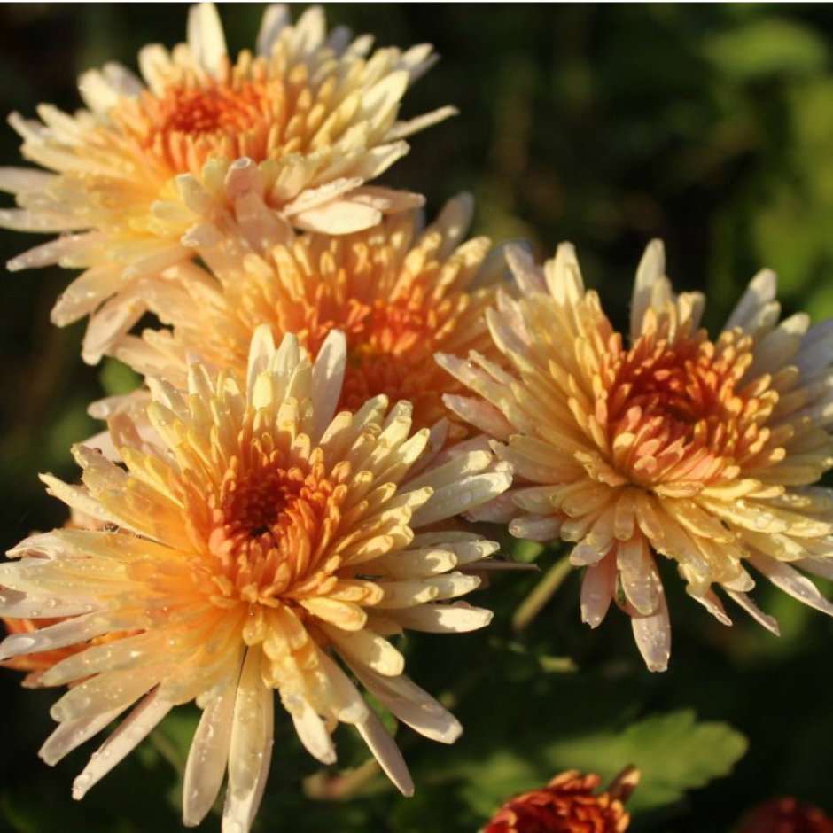 Хризантема корейская (Chrysanthemum x koreanum)