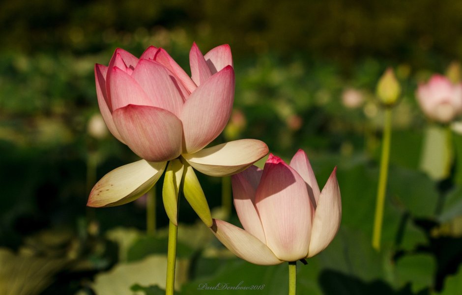 Бутонов лотоса Lotus