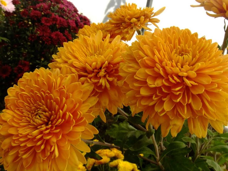 Хризантема корейская (Chrysanthemum koreanum