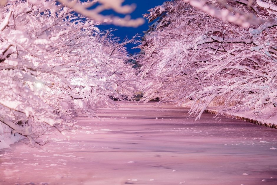 Цветы Умэ японская слива зимой
