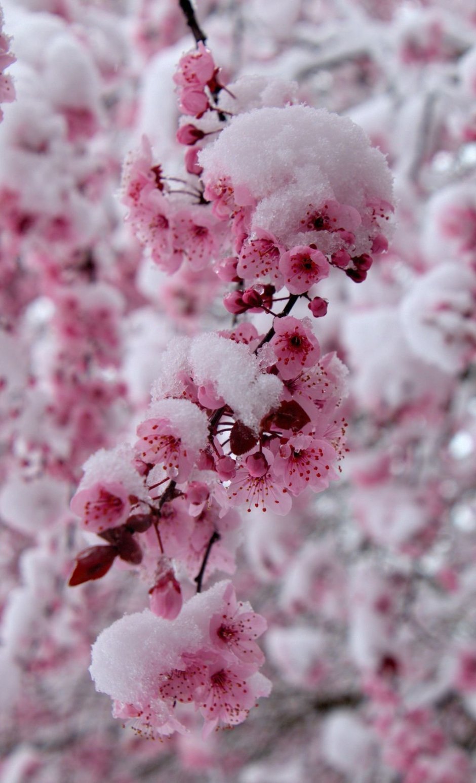 Япония ворон Сакура снег фото