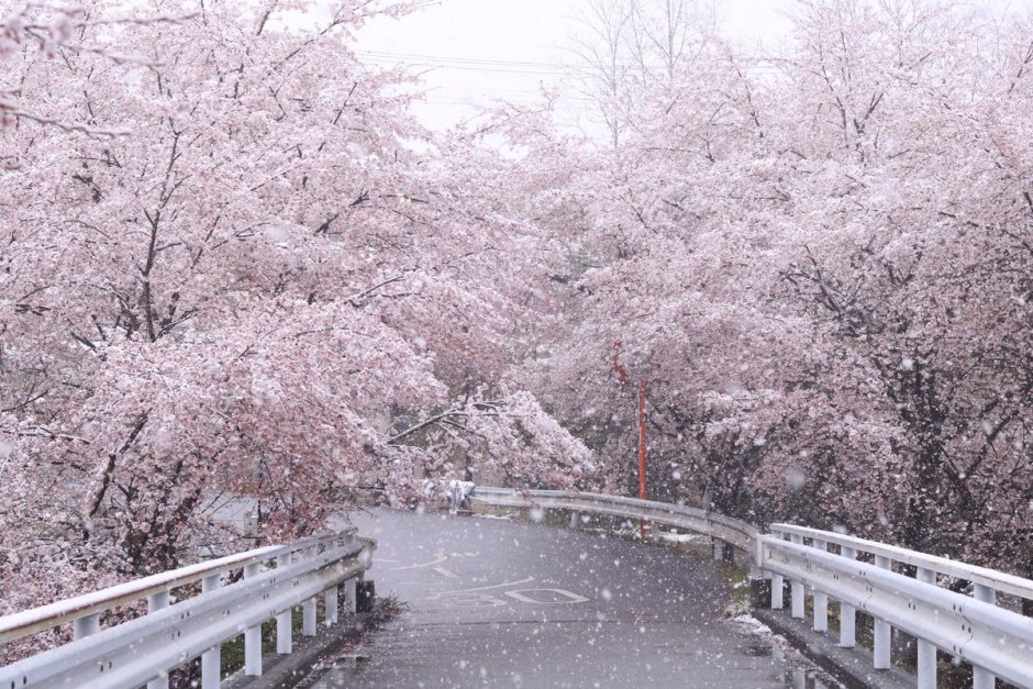 Япония Сакура в снегу