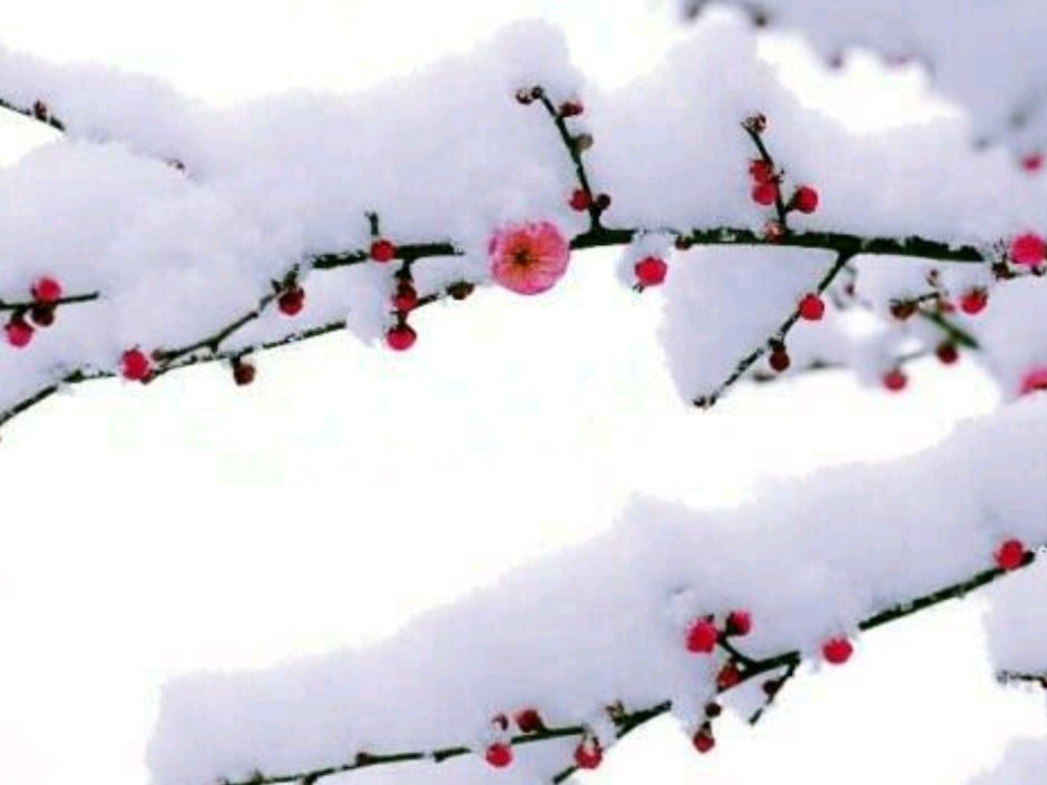 Сакура на фоне снега