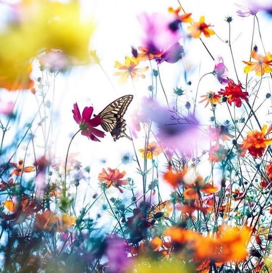 Поляна с цветами и бабочками