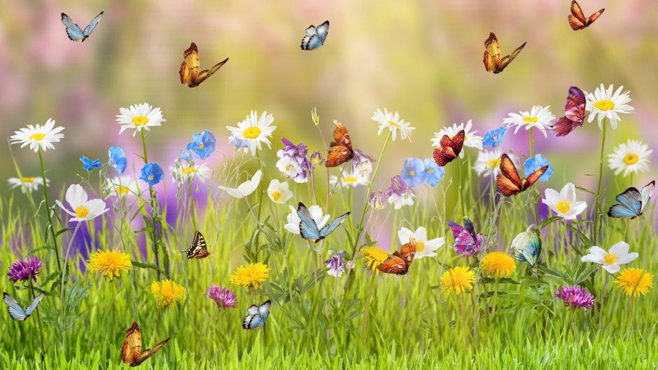 Полянка с цветами и бабочками