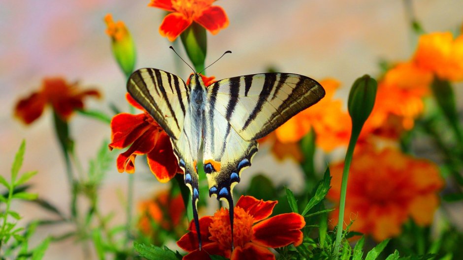 Красивый луг с цветами и бабочками