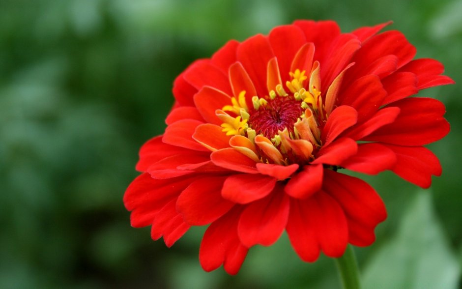 Zinnia Flower