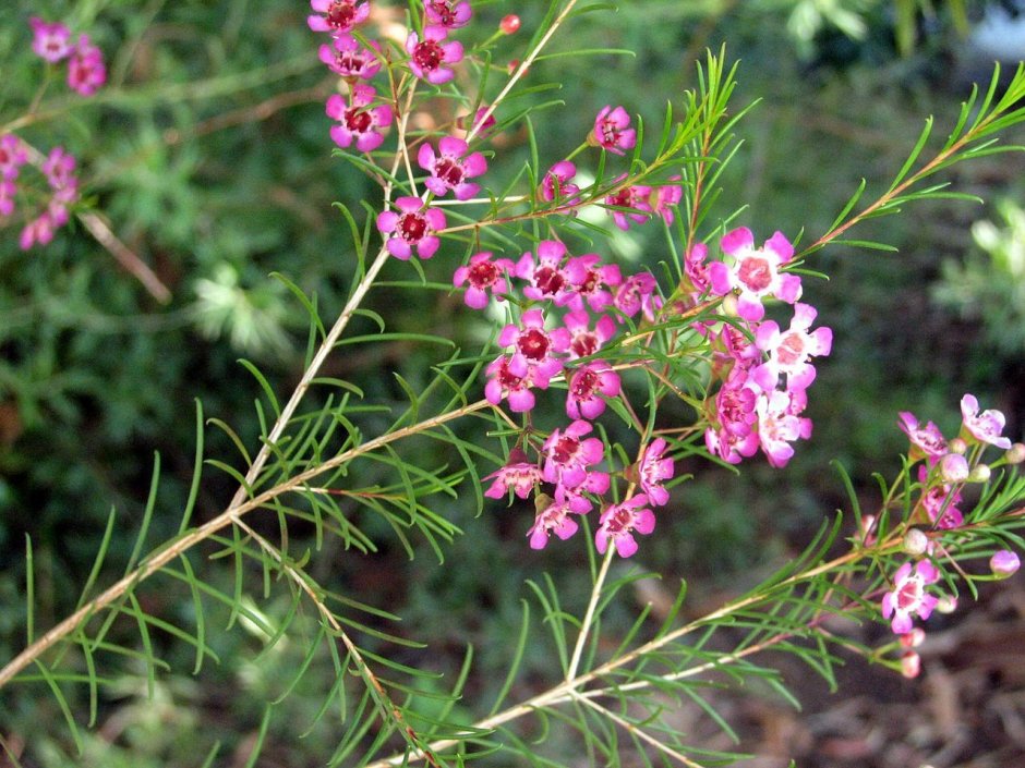 Chamelaucium uncinatum