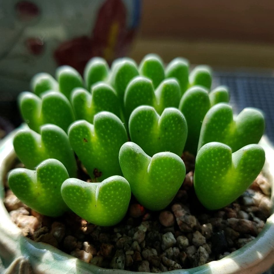 Haworthia cooperi obtusa