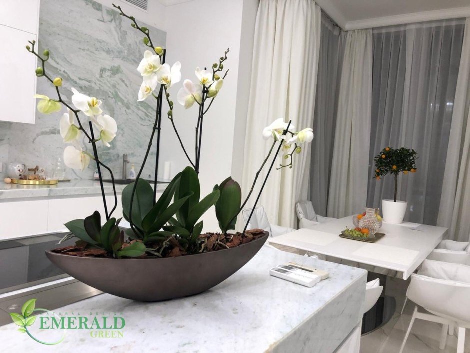 Орхидея фаленопсис в интерьере