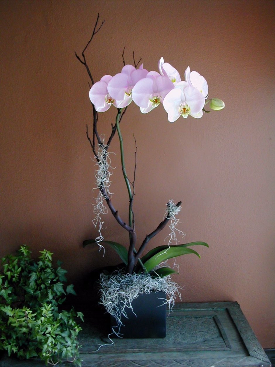 Орхидея в интерьере жилого дома