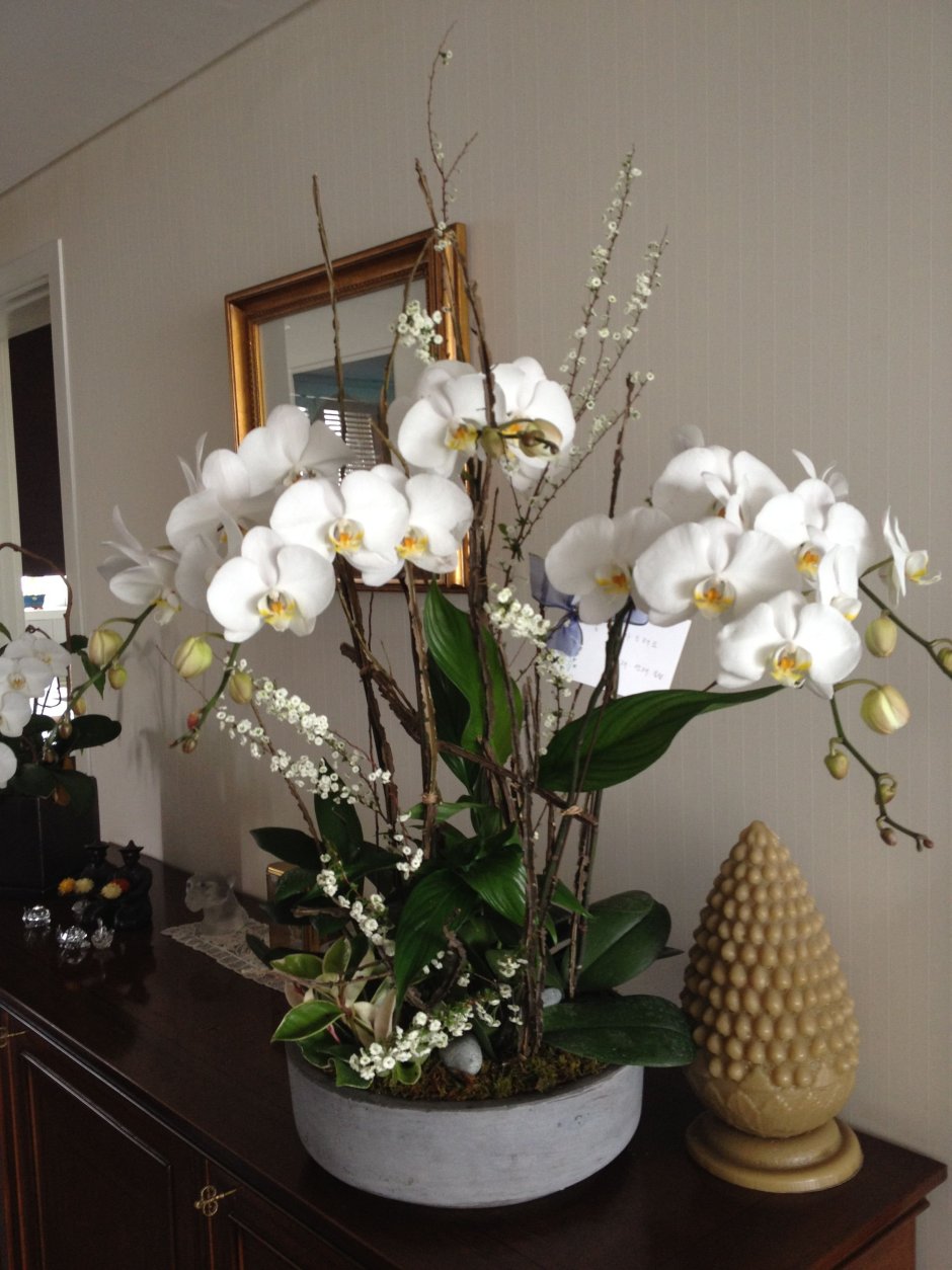 Орхидеи на подоконнике
