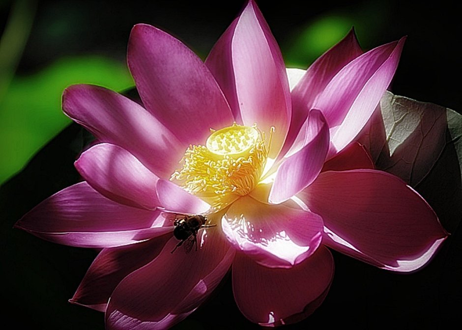 Цветок лотоса Геншин