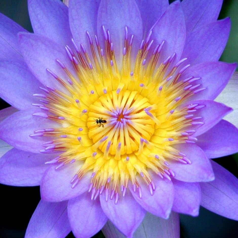 How Lotus grow on Lilypads