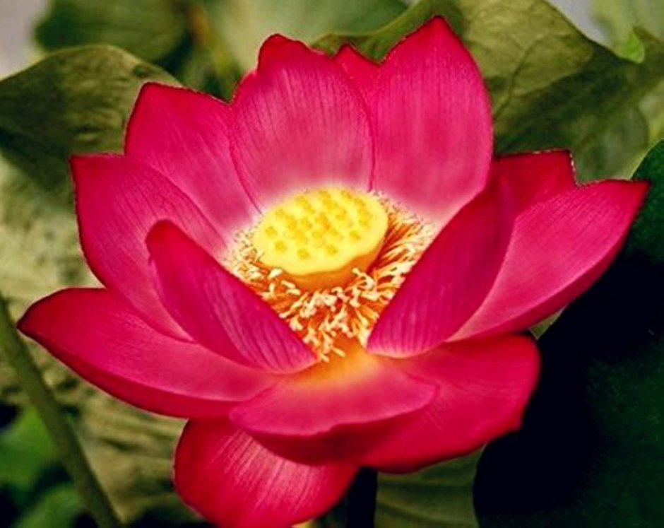 Red Lotus Nelumbo nucifera