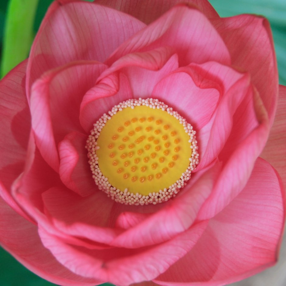 Лотос цветок сердцевина