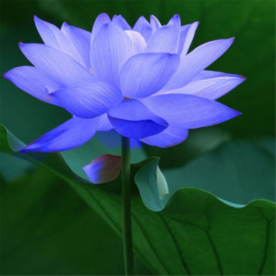 Голубой Лотос цветок