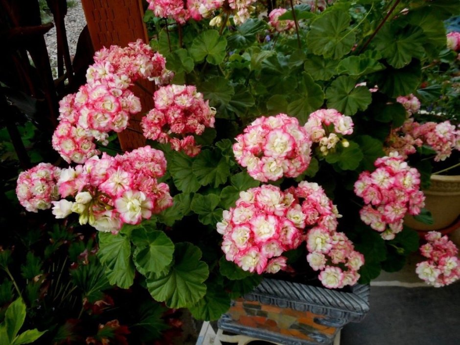 Пеларгония Appleblossom Rosebud