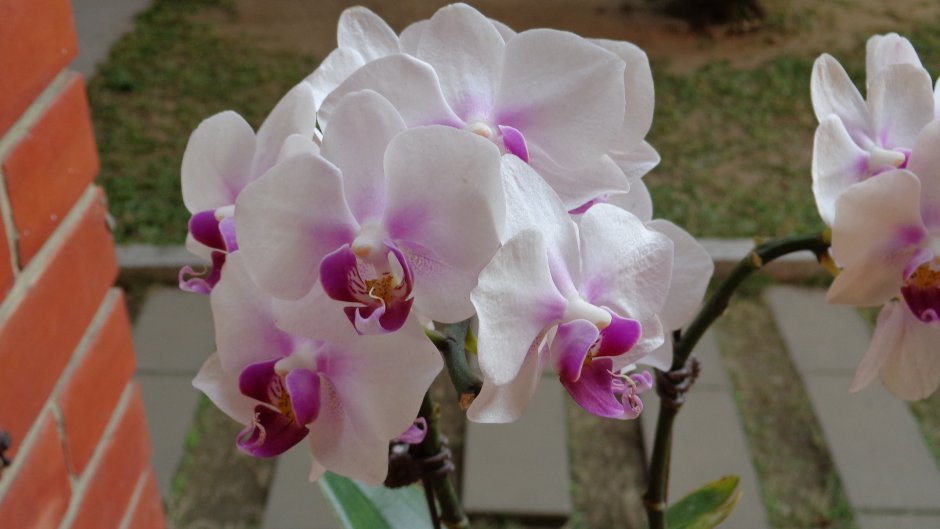 Queen Kizz орхидеи
