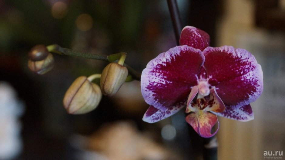 Орхидея фаленопсис Биг лип мультифлора