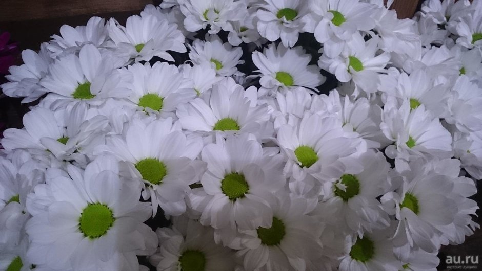 Хризантема кустовая баккарди белая
