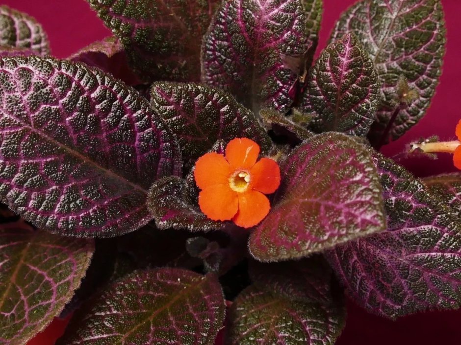 Episcia cupreata