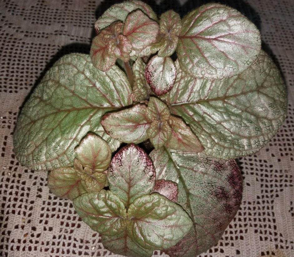 Episcia cupreata Flame Violet