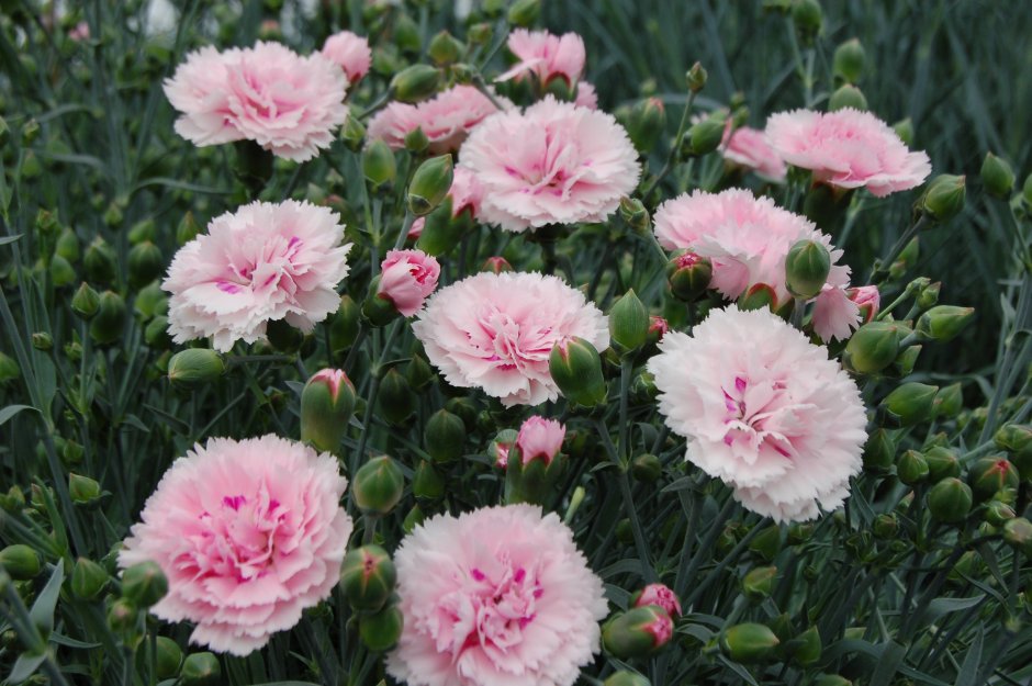 Гвоздика Dianthus Doris