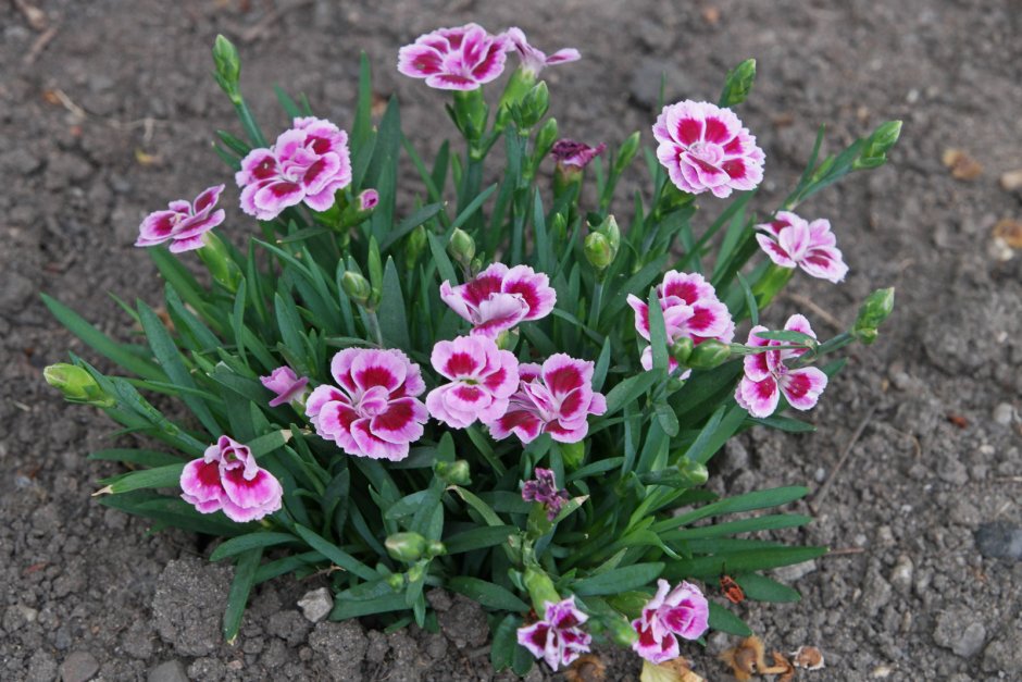 Садовая гвоздика (Dianthus caryophyllus)