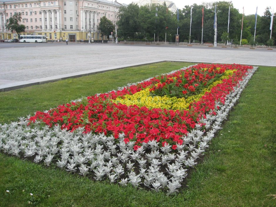 Рабатка с тюльпанами