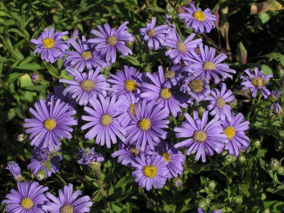 Астра итальянская (Aster amellus)