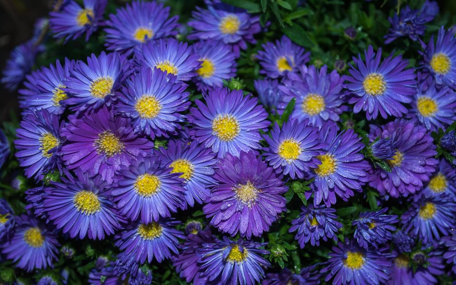 Астра многолетняя кустарниковая (Aster dumosus)