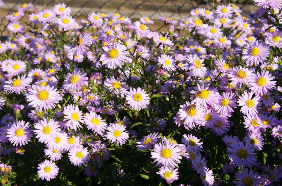 Астра итальянская (Aster amellus)