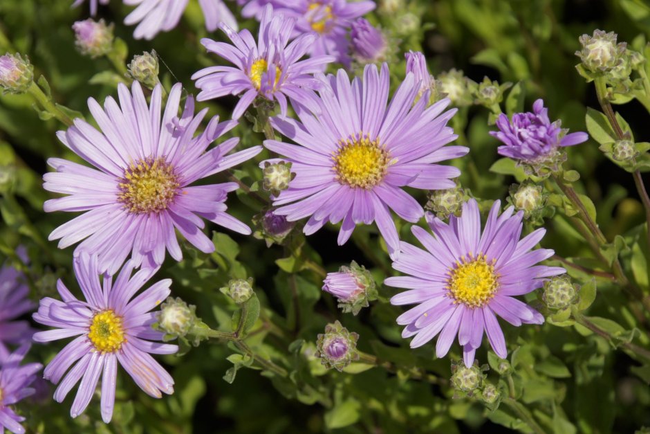 Астра итальянская (Aster amellus)