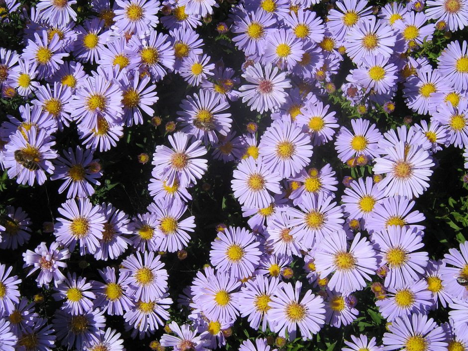 Астра Ромашковая. Aster amellus