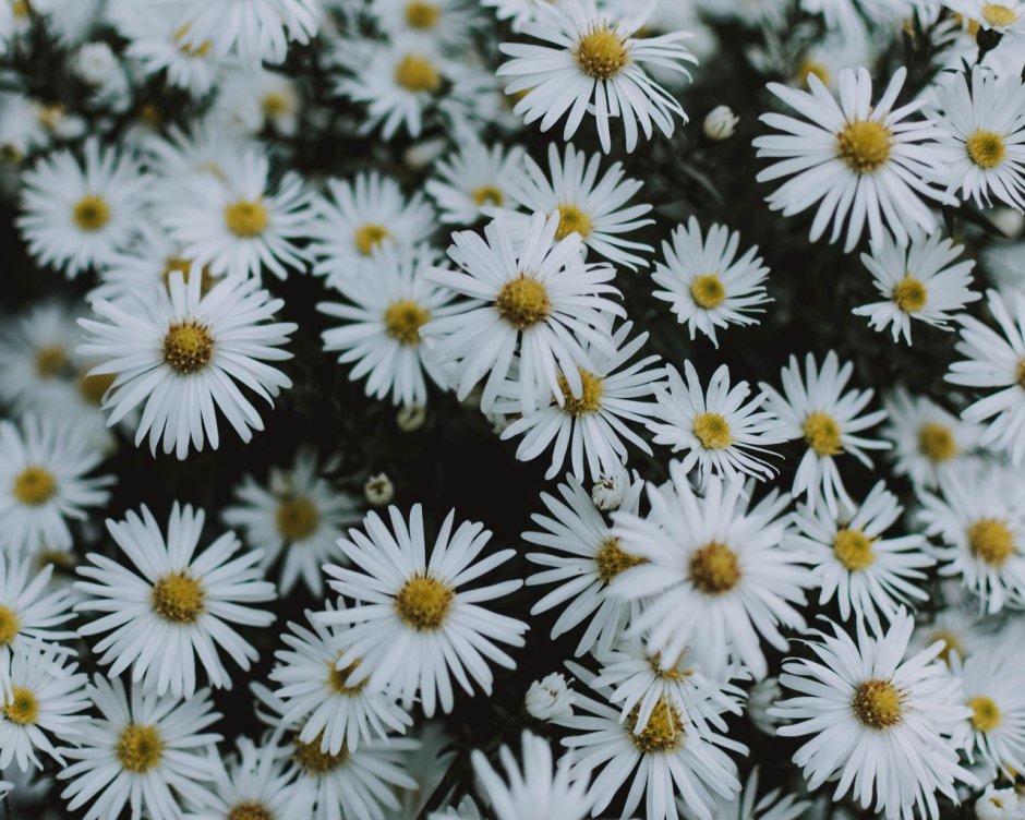 Много белых цветочков