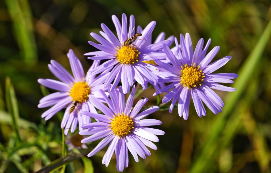 Aster amellus