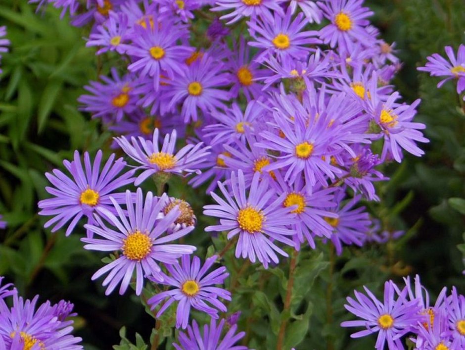 Астра Ромашковая. Aster amellus