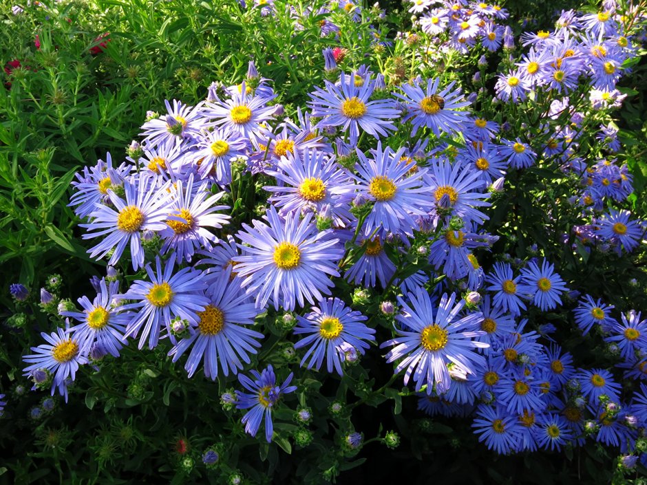 Астра Альпийская (Aster Alpinus &#96;Albus&#96;)