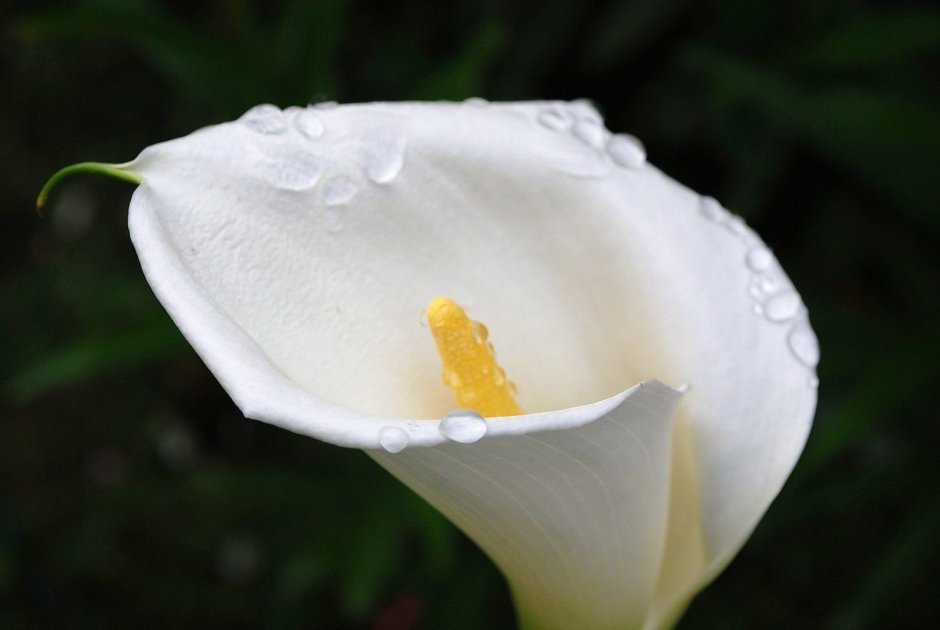 Calla Lily цветок листья