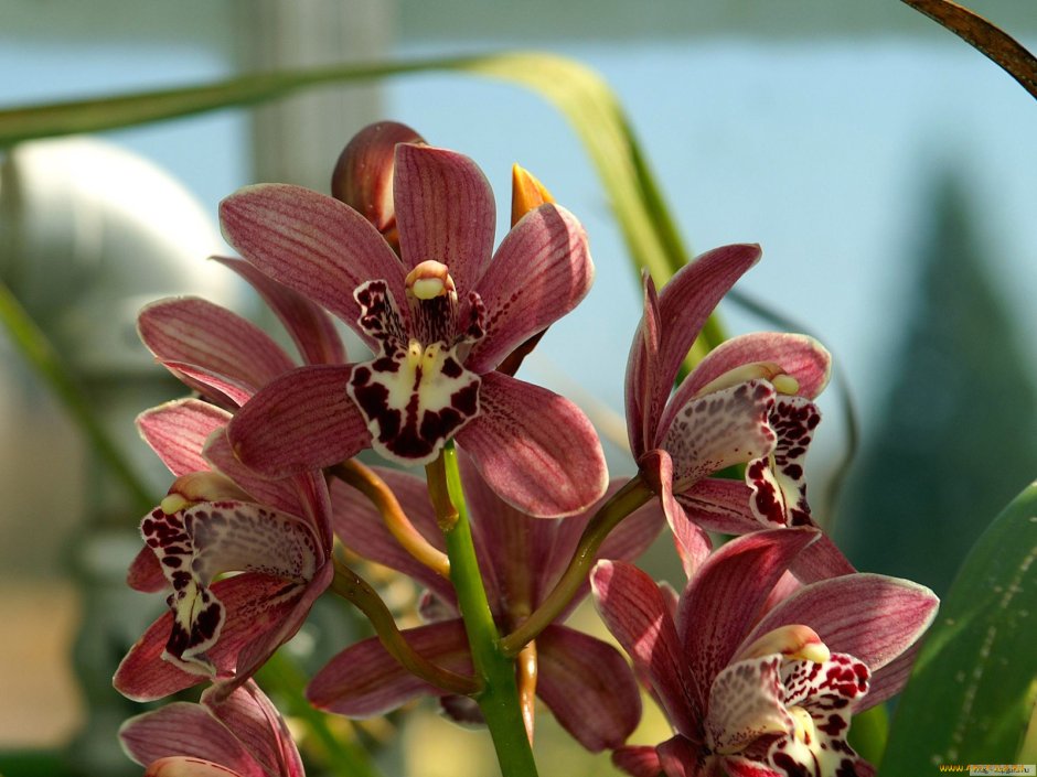 Корриентес Орхидея