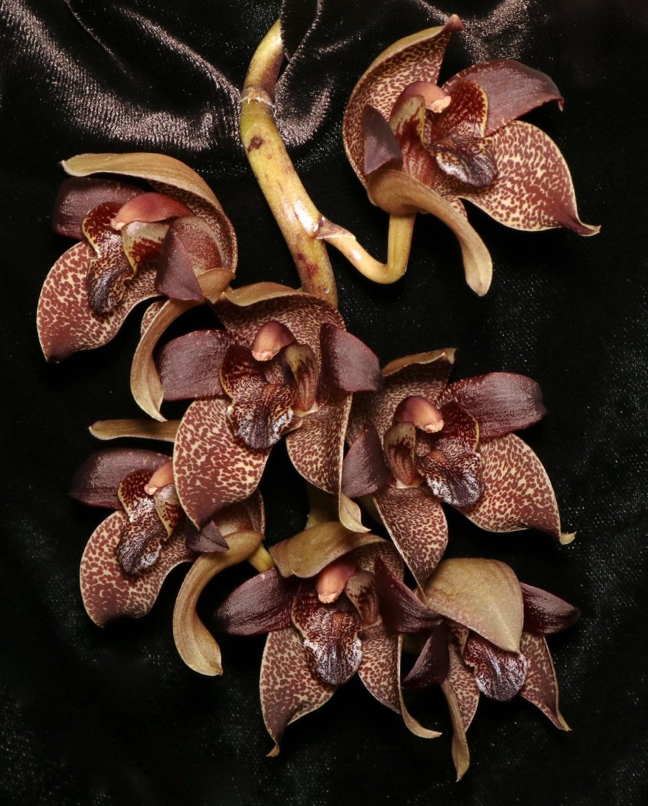 Цимбидиум Орхидея коричневый