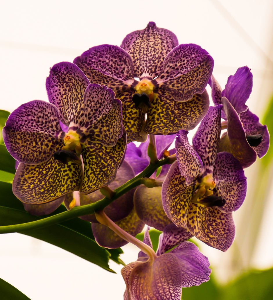 Коричневая орхидея фаленопсис